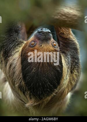 Linneo per le due dita bradipo Choloepus didactylus Foto Stock