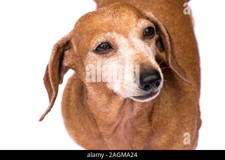 Una splendida miniatura cane bassotto. Ombreggiato di colore rosso, contro uno sfondo bianco. Questa razza di cane diventando molto popolare in tutto il mondo. Foto Stock