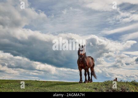 Bel cavallo marrone in piedi sull'erba verde sotto il dense nuvole scure Foto Stock