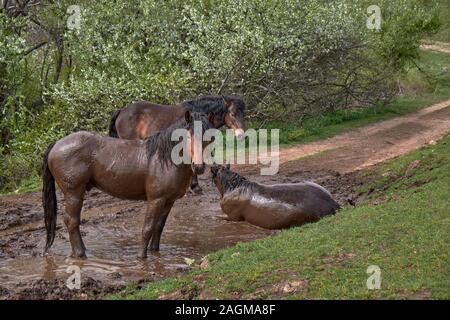 Tre cavalli sporchi in piedi nel fango sulla strada vicino al campo verde Foto Stock