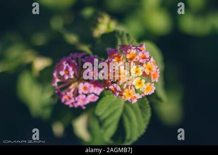 Fuoco selettivo di un fiore di lantana camara che cattura un raggio di sole Foto Stock