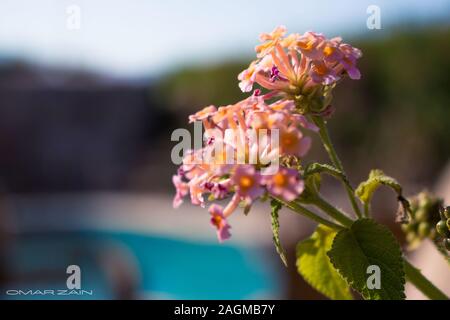 Primo piano di un fiore lantana camara in fiore su un giorno di sole Foto Stock