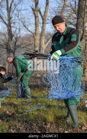 Il 20 dicembre 2019, Brandeburgo, Guben: Steffen Brose, una gestione forestale dal Brandeburgo Ufficio Forestale e altri soccorritori impostare una griglia di protezione contro la peste suina africana nei pressi del confine fiume Neisse. Il rischio di introduzione della peste suina africana (ASF) infettati da suini selvatici dalla Polonia occidentale in Germania è in aumento. Stato di Brandeburgo, in stretto coordinamento con i distretti amministrativi, sarà pertanto utilizzando mobile la tutela della fauna selvatica recinzioni lungo il Neisse e fiumi Oder da questa settimana in poi, a seconda della situazione di rischio, per scongiurare la introduzione di Foto Stock