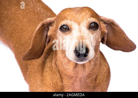 Una splendida miniatura cane bassotto. Ombreggiato di colore rosso, contro uno sfondo bianco. Questa razza di cane diventando molto popolare in tutto il mondo. Foto Stock