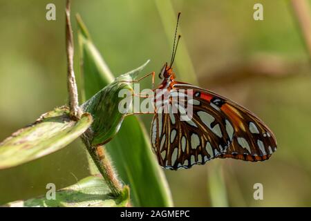 Un golfo fritillary pause di riposo su una foglia a Crowder Park in Apex, North Carolina. Foto Stock