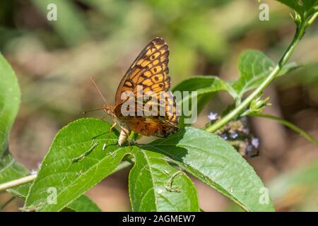 Una femmina variegata di butterfly depone le uova su una foglia, assicurando la continuazione della sua specie a Yates mulino Parcheggio contea in Raleigh, North Carolina. Foto Stock