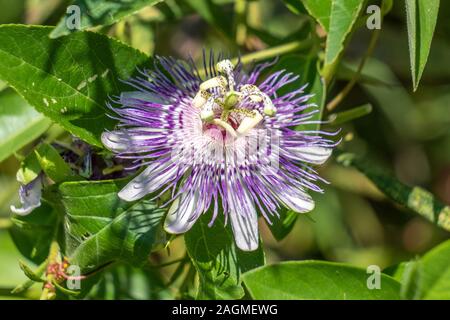 Un imporpori fiore della passione, o maypop bloom, a Yates mulino Parcheggio contea in Raleigh, North Carolina. Foto Stock