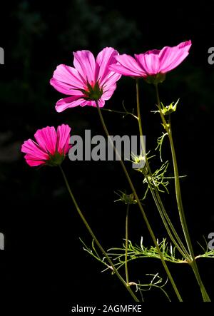 Cosmos fiori retro illuminato dal sole estivo Foto Stock