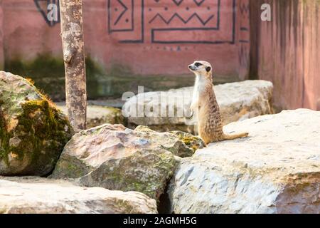 Carino divertente meerkat in piedi su due zampe e guardare avanti Foto Stock