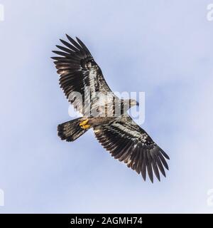 Giovane aquila calva (Haliaeetus leucocephalus) che mostra il lato negativo del piumaggio - Foto Stock