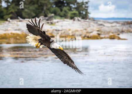 Canadian aquila calva (Haliaeetus leucocephalus) volare nel suo habitat Foto Stock