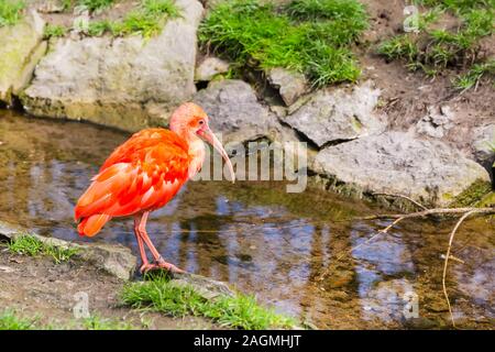 Ibis rossi uccello con becco lungo o Scarlet Ibis, Eudocimus ruber vicino fino in prossimità di acqua Foto Stock