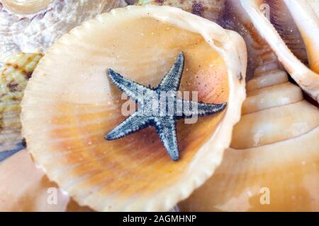 Un piccolo in bianco e nero di stelle marine in una shell su un mucchio di altre shell Foto Stock