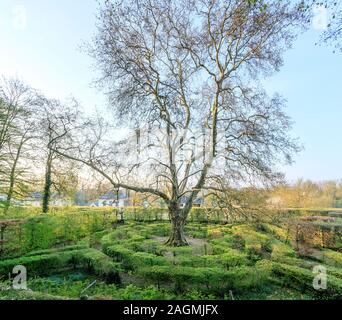 Francia, Sarthe, Loir Valley, Ponce sur le Loir, Chateau de Ponce giardini, Renaissance arbour labirinto con un vecchio albero piano in centro (édition b Foto Stock