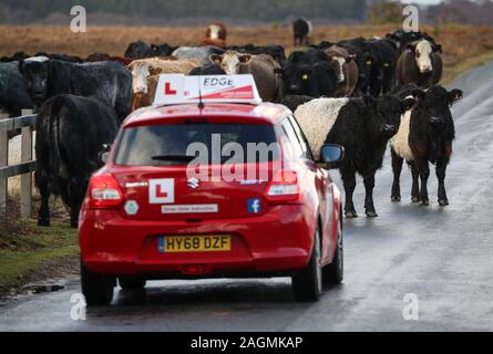 New Forest, Hampshire, Regno Unito. Xx Dicembre 2019. Un allievo conducente di fronte un inaspettato sfida oggi, quando hanno incontrato il traffico in senso contrario nella forma di una mandria di vacche su Beaulieu Road, vicino a Lyndhurst. Il driver aspettato pazientemente come circa 60 bovini circondato la loro auto. Credit Stuart Martin/Alamy Live News Foto Stock