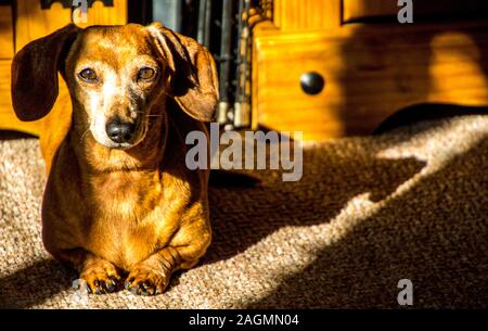 Una miniatura del pelo liscio Bassotto relax al sole. Foto Stock