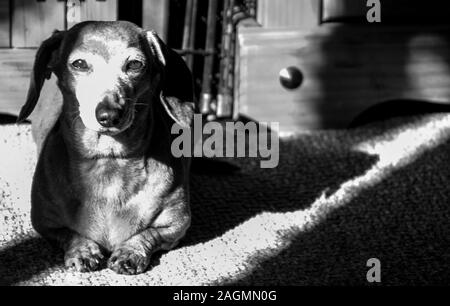 Una miniatura del pelo liscio Bassotto relax al sole. Foto Stock