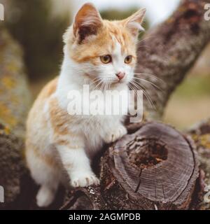 Lo zenzero carino gattino bianco in verticale sul ramo di un albero, soft il fuoco selettivo. Foto Stock