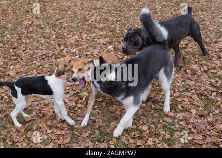 Siberian Husky, cane corso, estone hound cucciolo e multibred cane sta giocando nel parco d'autunno. Gli animali da compagnia. Foto Stock