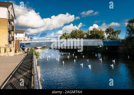 Il fiume Nene nel centro di Peterborough, Cambridgeshire, Inghilterra, in un giorno di settembre soleggiato con numerosi cigni in acqua Foto Stock