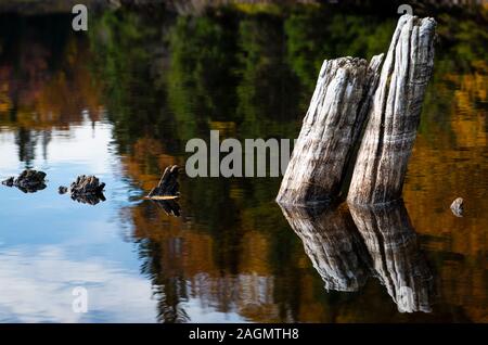 Bella riflessioni della foresta di autunno colori nelle acque di un parco nazionale di lago Foto Stock