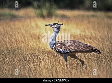 Kori Bustard 'Ardeotis kori' adulto .fotografato in Etiopia centrale. Foto Stock