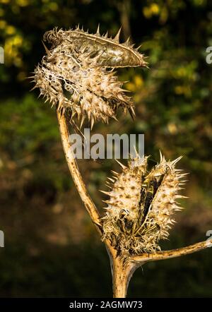 Thorn apple 'Datura stramonium' i frutti maturi splitting aperto a disperdere i semi.a sud-ovest della Francia. Foto Stock