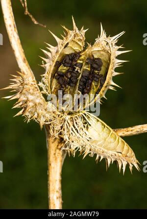 Thorn apple 'Datura stramonium' i frutti maturi splitting aperto a disperdere i semi.a sud-ovest della Francia. Foto Stock