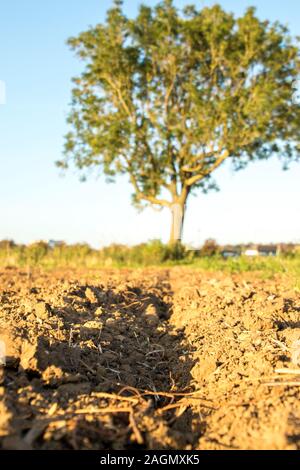 Un basso livello di vista su terreni agricoli britannico che è stato preparato per la stagione del raccolto. Foto Stock