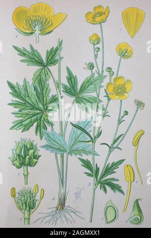 Miglioramento digitale ad alta qualità di riproduzione: Ranunculus acris è una specie di pianta flowering in famiglia Ranunculaceae, ed è uno dei più comuni renoncules in tutta Europa e temperate Eurasia. Nomi comuni includono prato buttercup, ranuncolo alti, ranuncolo comune e ranuncolo gigante / Hahnenfuß Scharfe, Pflanzenart aus der Gattung (Ranunculus) Hahnenfuß, Familie der Hahnenfußgewächse Foto Stock