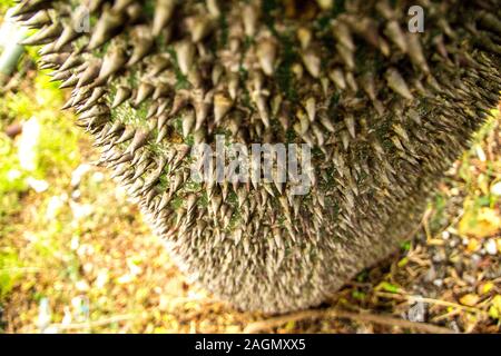 Molto strano e brutto cercando tree, un filo interdentale-albero di seta. Foto Stock