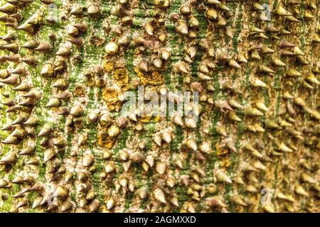 Molto strano e brutto cercando tree, un filo interdentale-albero di seta. Foto Stock