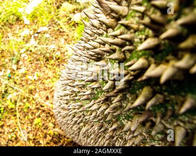 Molto strano e brutto cercando tree, un filo interdentale-albero di seta. Foto Stock