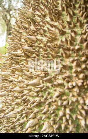 Molto strano e brutto cercando tree, un filo interdentale-albero di seta. Foto Stock