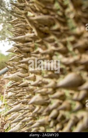 Molto strano e brutto cercando tree, un filo interdentale-albero di seta. Foto Stock