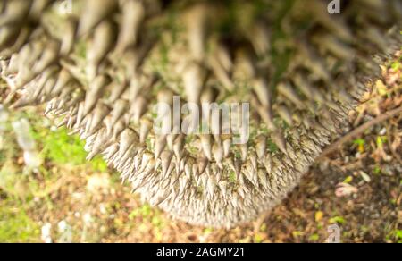 Molto strano e brutto cercando tree, un filo interdentale-albero di seta. Foto Stock