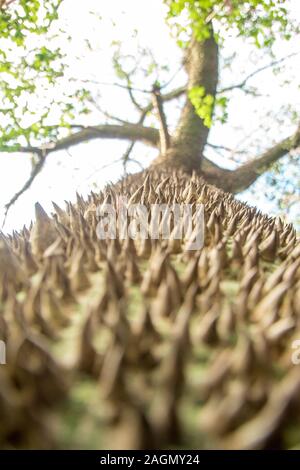 Molto strano e brutto cercando tree, un filo interdentale-albero di seta. Foto Stock