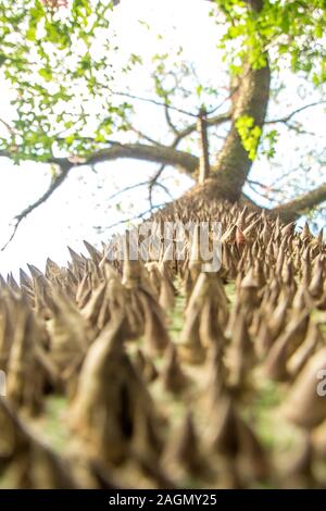 Molto strano e brutto cercando tree, un filo interdentale-albero di seta. Foto Stock