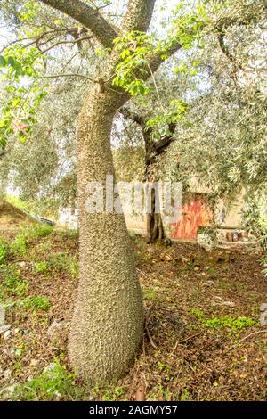 Molto strano e brutto cercando tree, un filo interdentale-albero di seta. Foto Stock