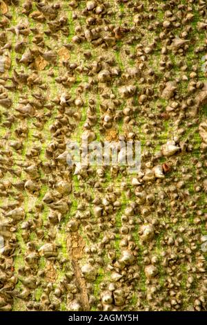 Molto strano e brutto cercando tree, un filo interdentale-albero di seta. Foto Stock