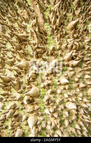 Molto strano e brutto cercando tree, un filo interdentale-albero di seta. Foto Stock