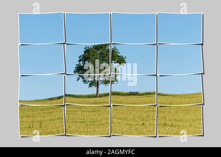 16 piccole immagini danno una grande immagine. Un albero di quercia e un banco (mobili) in piedi su una collina in un campo di grano in estate. Foto Stock
