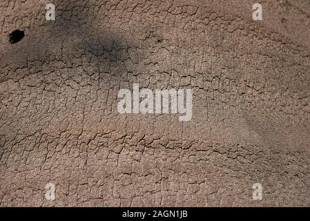 Tronco close up di Jubaea chilensis palm Foto Stock