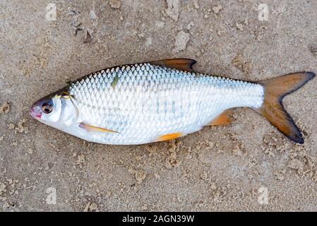 Pesci di acqua dolce appena preso dall'acqua. Unico comune scarafaggio pesce o Rutilus heckelii sulla sabbia bagnata Foto Stock