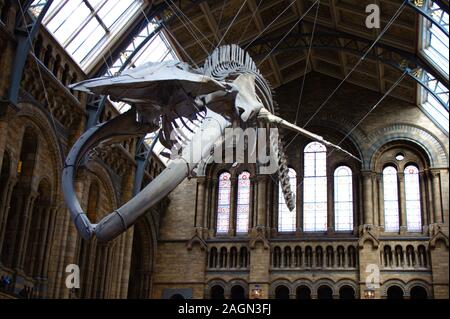 100 anni di scheletro di una balena blu nella grande sala del museo di storia naturale di Londra. Foto Stock