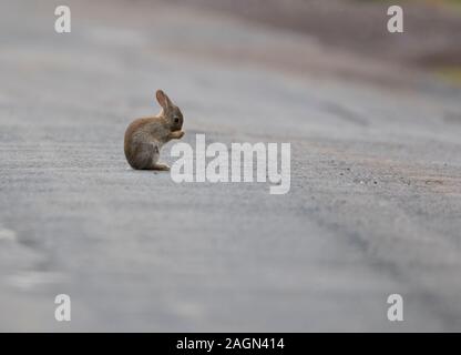 Baby coniglio oryctolagus cuniculus ignaro pericolo lavando la faccia nel mezzo di una strada di campagna Foto Stock
