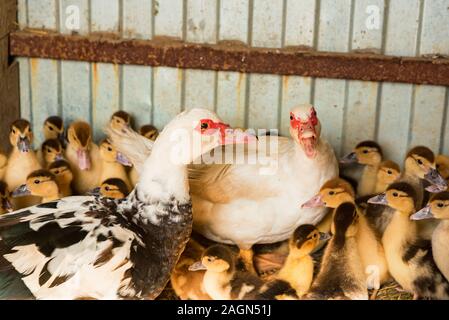 Chiudere l immagine della bella anatra muta o Cairina moschata e i suoi anatroccoli Foto Stock