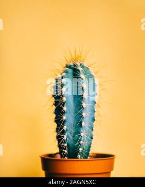 Verde cactus nel decor e pentola più luminosa arancio pastello sfondo. Colorato di giallo alla moda estiva concetto creativo. Minimal pop contemporanea arte. Ho Funky Foto Stock