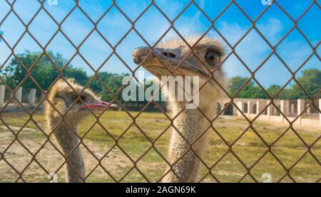 In prossimità dei due paesi africani di struzzi in un parco.ritratto di due struzzi con il cielo azzurro e gli alberi dello sfondo. Foto Stock