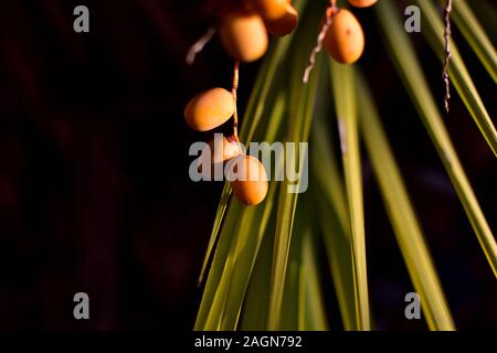 Palm tree con le sue date illuminati dalla luce della sera Foto Stock